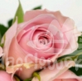 organza