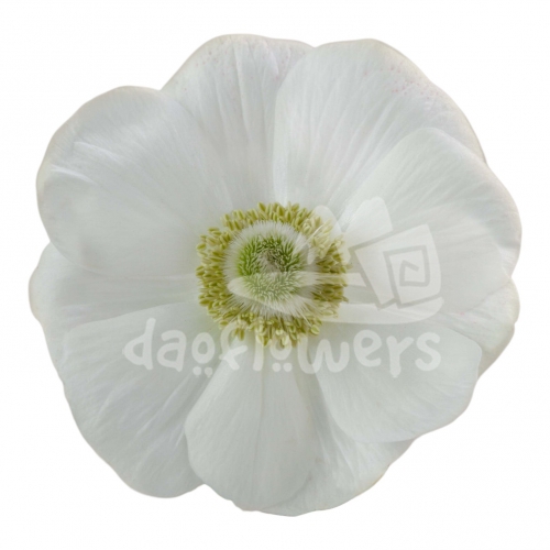 mistral white