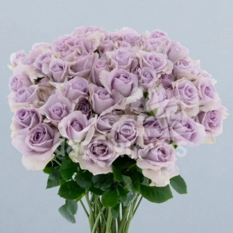 lavender dream*