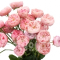 royal blush
