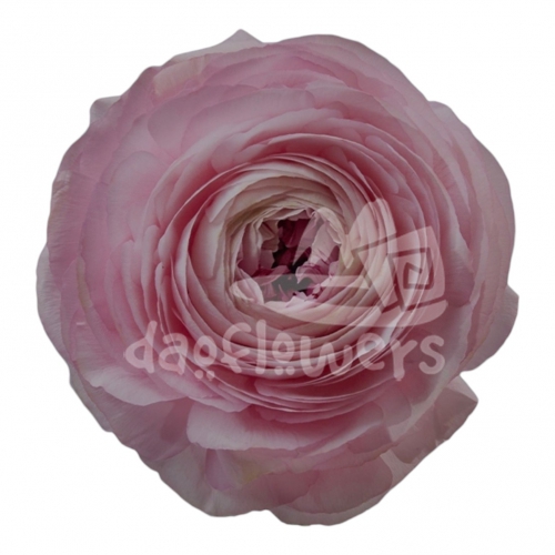 success Cloni Blush