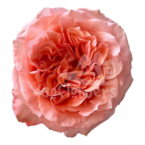 rose enigma