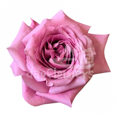 pink 4 love