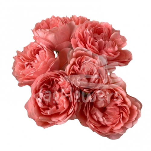 coral velvet*
