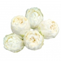 mansfield park white*